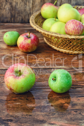 autumn harvest of apples