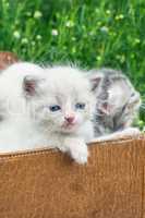 A cute little kitten