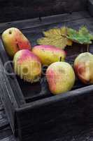 harvest of pears