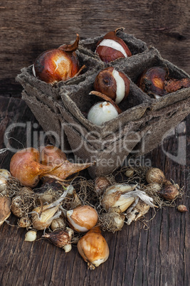 Bulbs and seeds for planting