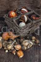 Bulbs and seeds for planting