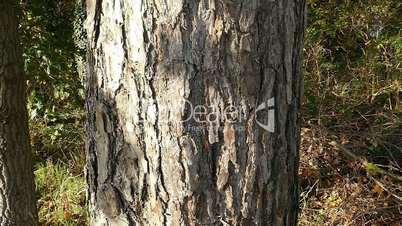 long haired woman embraced a tree