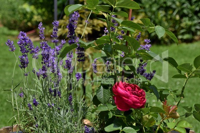 Lavendel und rote Rose