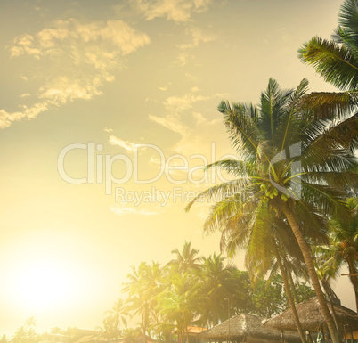 Palms at sunset