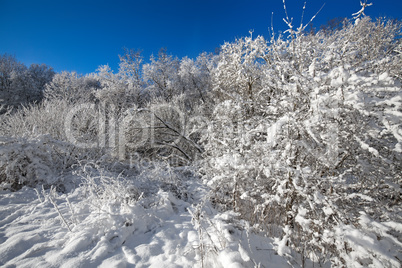 snow on the branches