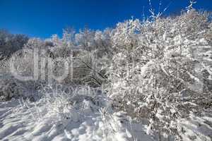 snow on the branches