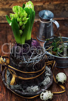 pretty hyacinth