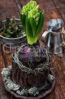 pretty hyacinth