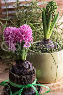 pretty hyacinth