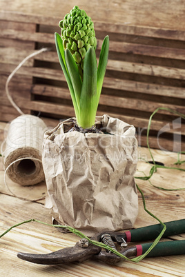 blossoming spring flower hyacinth and garden scissors