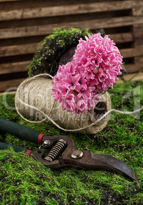 blossoming spring flower hyacinth and garden scissors