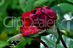 Rote Rose mit Knospe