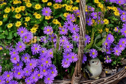 Bunte Margeriten im Blumenkorb
