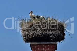 Storchenfamilie im Nest