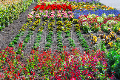 Buntes farbenfrohes Blumenbeet