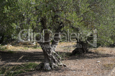 Olivenhain auf Kreta