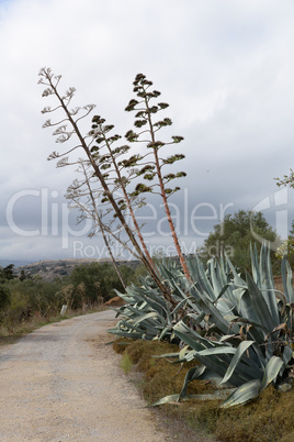 Agave an einem Weg