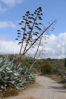 Agave an einem Weg