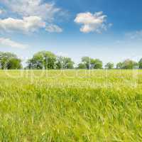 green field and blue sky with light clouds