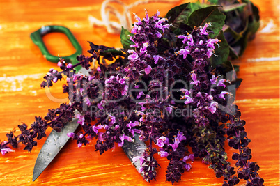 fragrant lavender