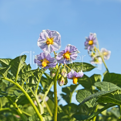 Potato flowers against blue sky