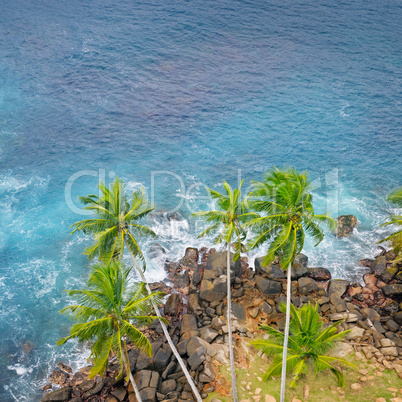ocean, rocky shore and coconut palms (top view)