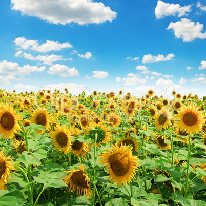 Sunflower field and blue sky