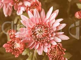 Retro looking Chrysanthemum picture