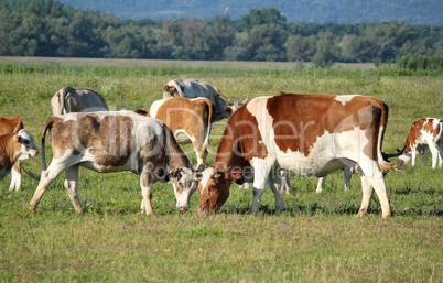 cows in pasture