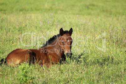 horse foal in summer pasture