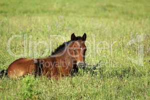 horse foal in summer pasture