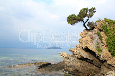 pine tree on a rock