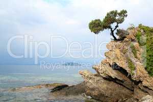 pine tree on a rock