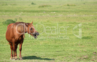 brown horse neigh