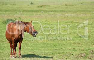 brown horse neigh