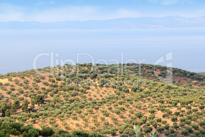 hill with olives trees