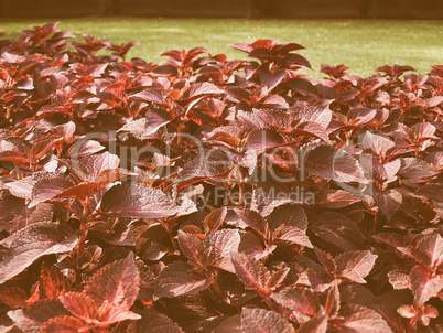 Retro looking Coleus Nettle plant