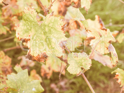 Retro looking Vitis plant leaf