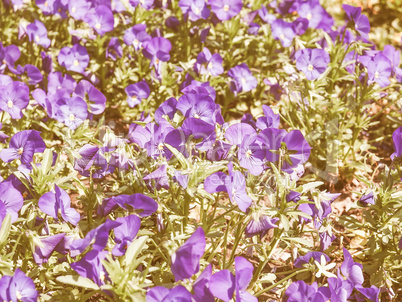 Retro looking Viola flower
