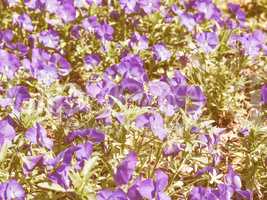 Retro looking Viola flower