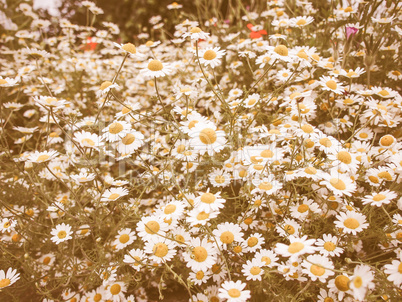 Retro looking Camomile flower