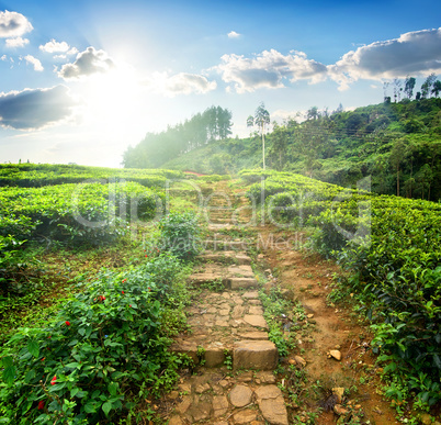 Staircase in tea field