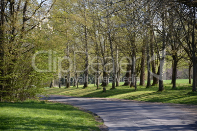 Straße im Wald