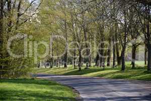 Straße im Wald