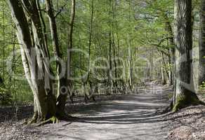 Waldweg im Frühling