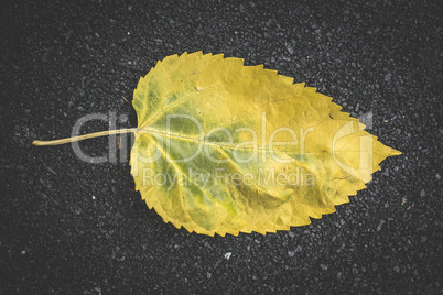 Autumn leaf on sidewalk.