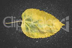 Autumn leaf on sidewalk.