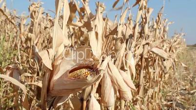 corn field autumn scene