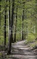 Waldweg im Frühling