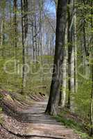 Waldweg im Frühling